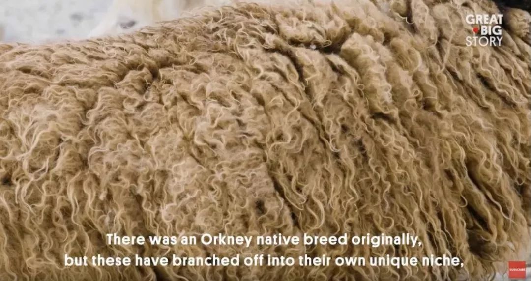 小蓝羊学步鞋冬,小蓝羊7-12个月婴儿鞋