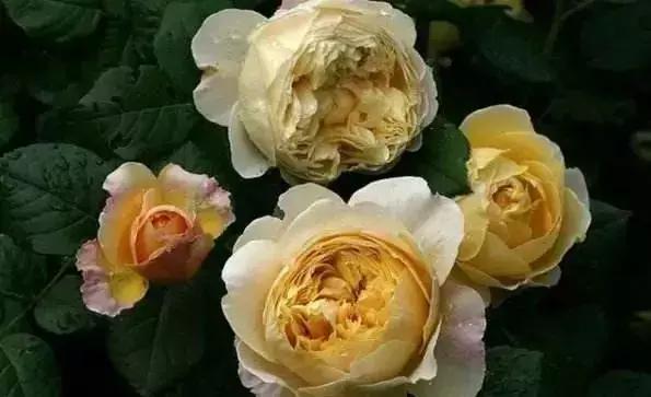 4000种不一样的玫瑰品种大全,100种玫瑰品种图鉴大全