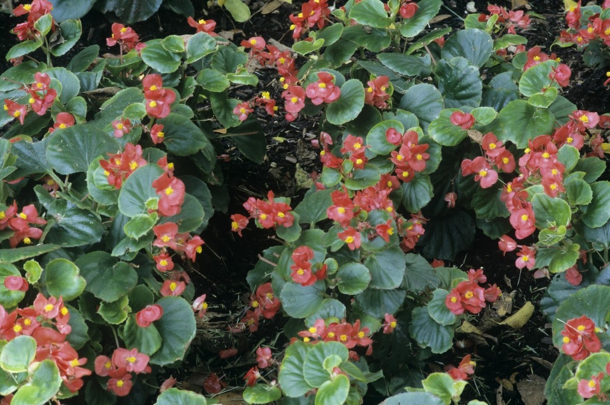 四季海棠养殖方法妙招,疯长的四季海棠养殖方法