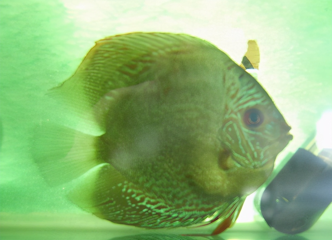 治疗鱼肠炎效果最好的药,什么鱼药治疗肠炎腹水