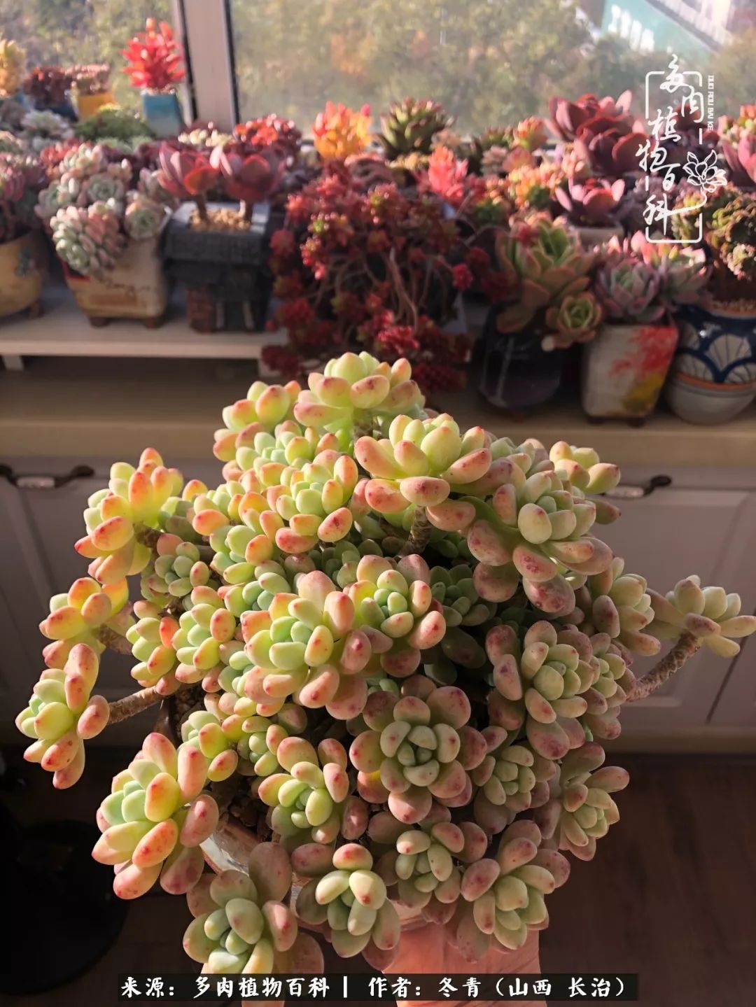 阳台养多肉徒长怎么办,阳台养多肉养殖方法和注意事项