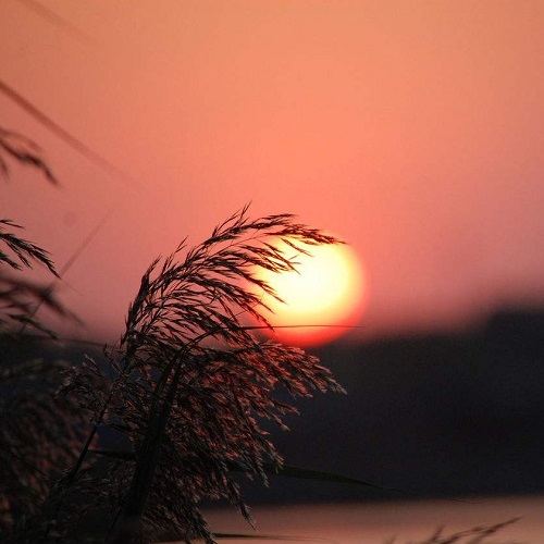 对门老人去世了我要去吗,家对面的老太太去世了