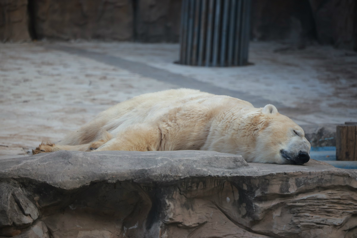 史上最轻便长焦利器佳能RF70-200mmF4L镜头评测