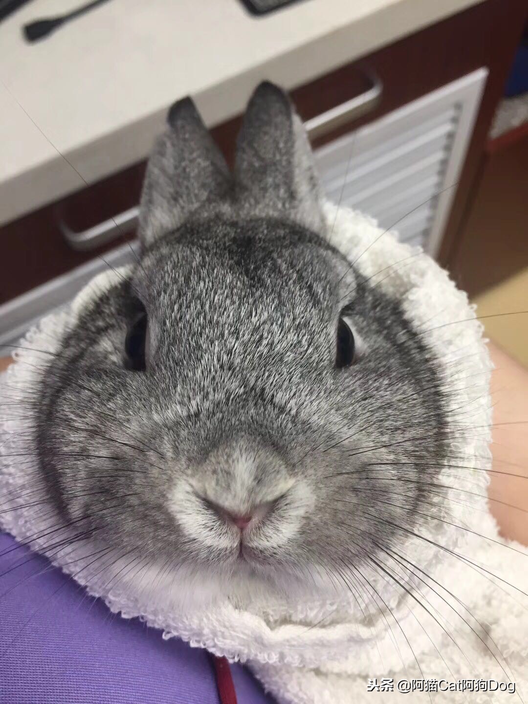 兔子的日常饲养Rabbit