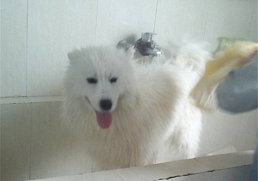 狗狗不能洗澡的五个时期,狗狗洗澡为什么不能那么频繁