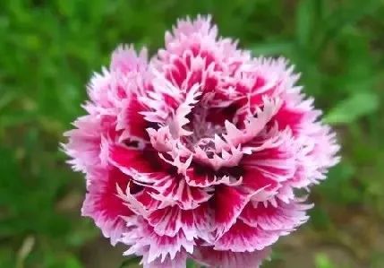 世界地图及各国国花,世界各国的国花完整版