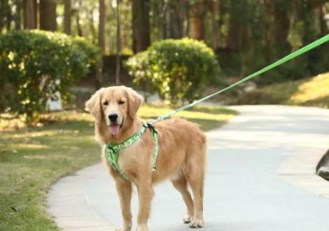 给狗狗拴上狗绳它不走怎么办,狗狗拴绳子就趴着不走