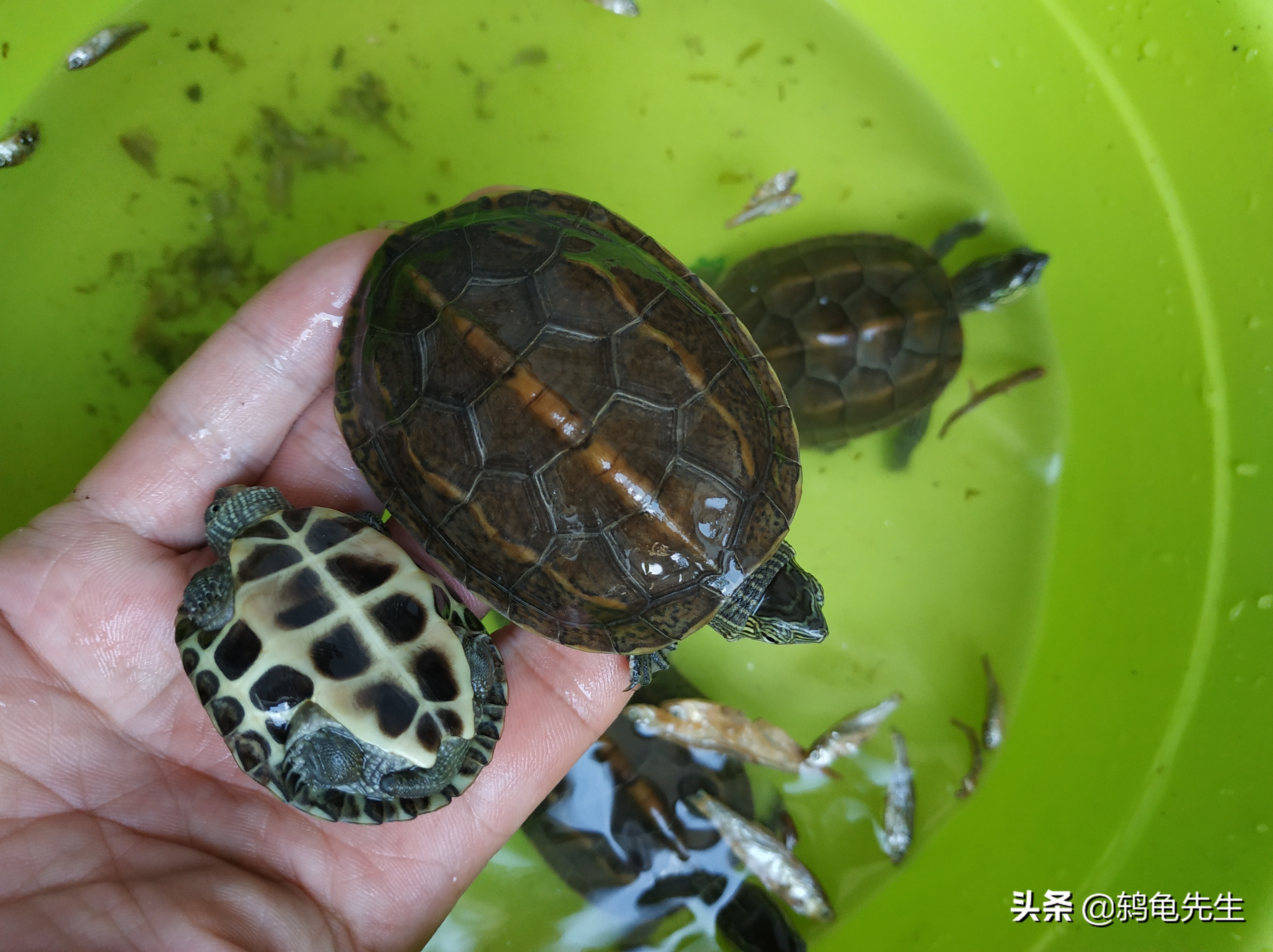 龟苗要养多久才能养成大龟,乌龟苗和大乌龟哪个好养