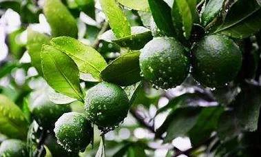 如何提高柑橘坐果率的几种方法,柑橘不坐果原因及解决措施