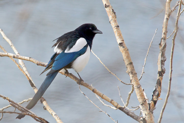 农作物被鸟破坏怎么办,除鸟害最有效方法