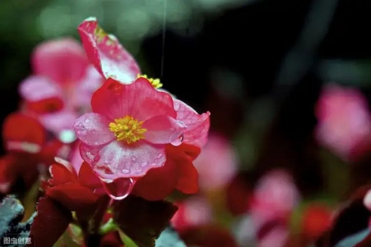 汤臣倍健财务风险研究背景,汤臣倍健存在哪些潜在风险