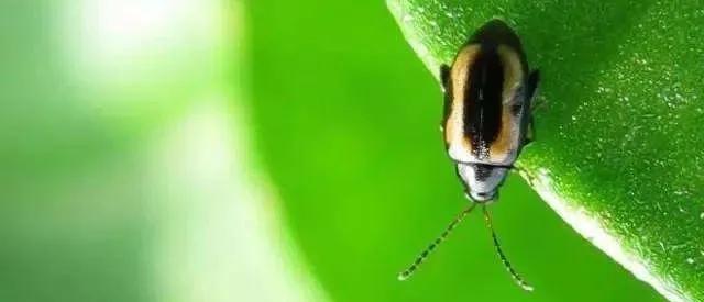 跳甲特别厉害怎么办,跳甲克星一览表