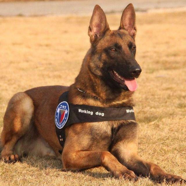 德牧和马犬哪个更容易训练,德牧与马犬哪个适合家养