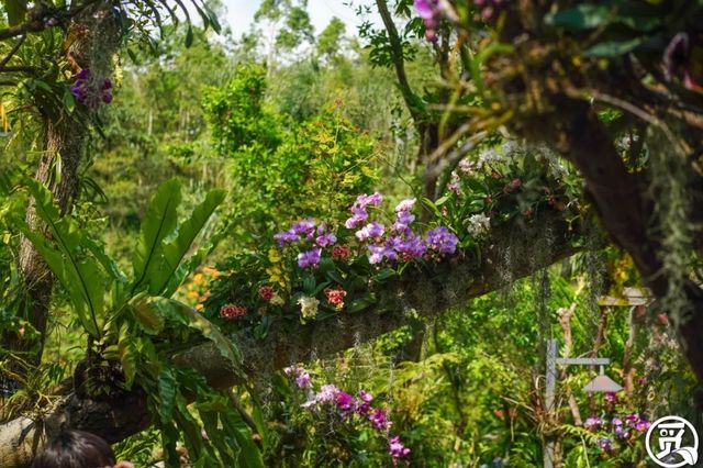 深圳史上最大最美的花展来啦,走进深圳仙湖植物园的国际花展