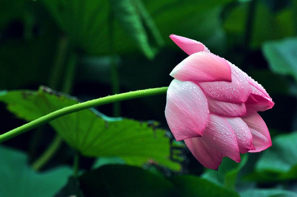 雨中观荷有情调,大观楼雨中观荷