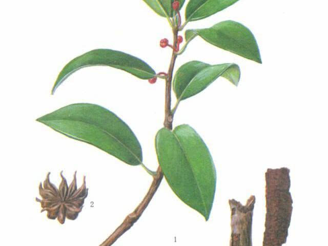 地枫皮作用,地枫皮功效与作用是什么