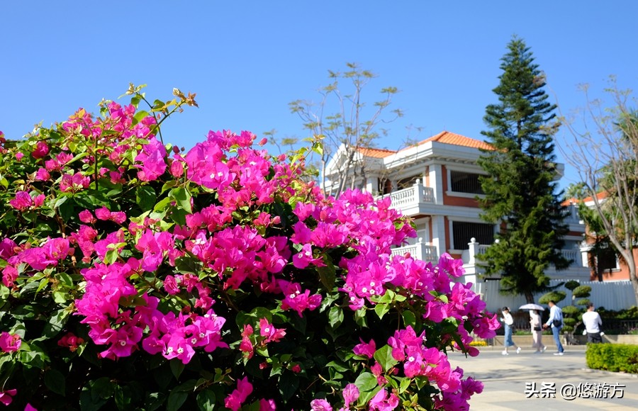 厦门海悦山庄酒店平面图,厦门海悦山庄旅游详解