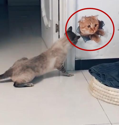 暹罗猫突然眼睛看不清楚了,暹罗猫发现了什么