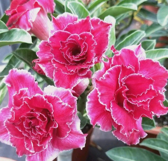 84个沙漠玫瑰品种，收起来慢慢看，待到来年春天选几种喜欢的养