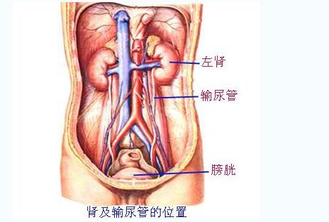 孩子尿床不用管？博尼特博士：白天对膀胱不注意，夜晚就更难注意