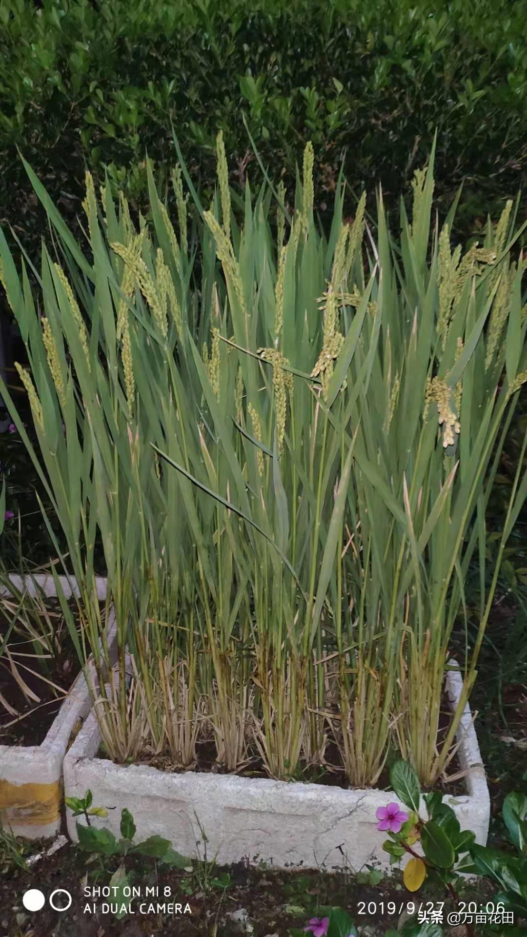 稻壳炭放在花土上面能防虫吗,稻壳炭和发酵稻壳什么区别