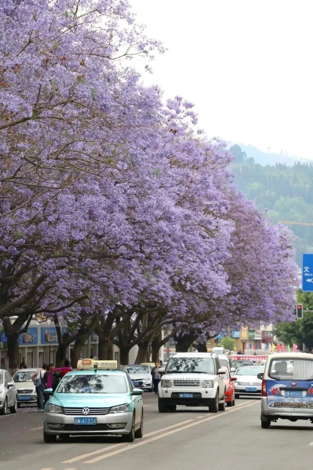 蓝花楹西昌航天北路公交车,蓝花楹卫星宾馆