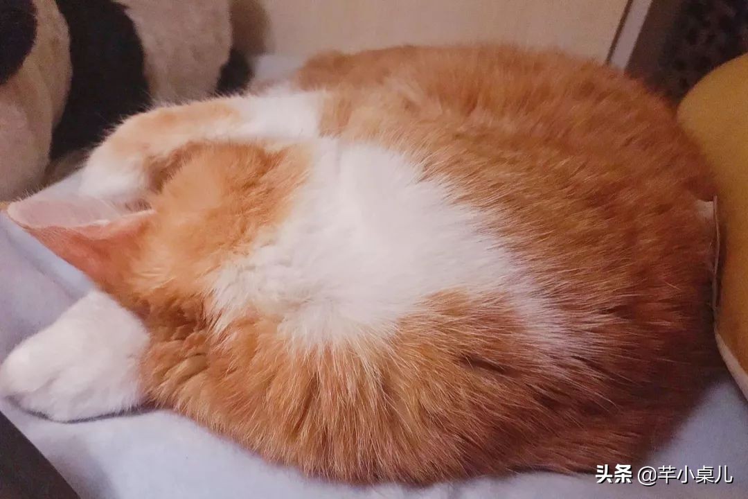 在家做超简单甜品,宅家美食记完整版