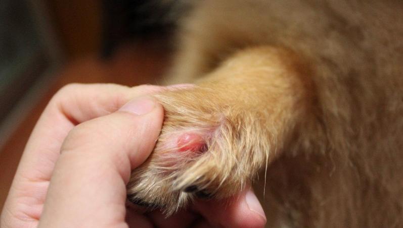 狗狗总是舔靠近尾巴的地方,狗狗不停的舔身上的毛是怎么回事