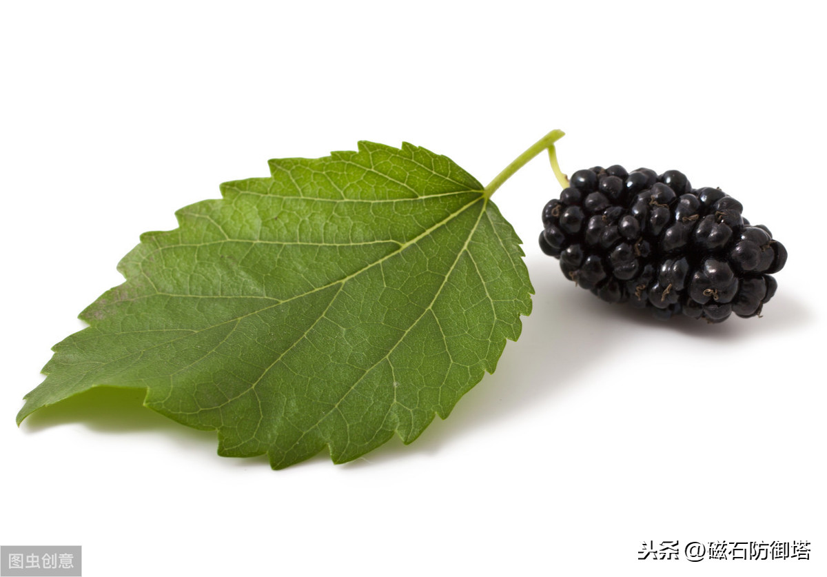 神奇的蚕宝宝的起源,神奇动物之布利多之谜