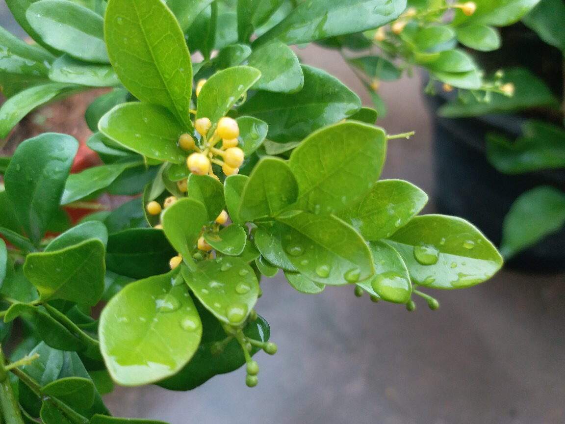 淘米水浇米兰多久浇一次,米兰能用淘米水浇吗