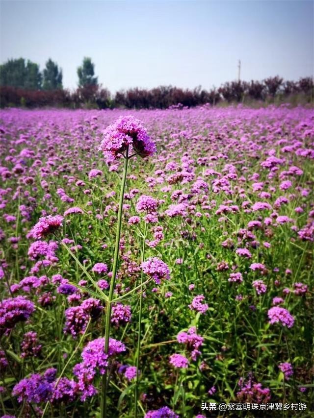 天津紫云水岸香草园在哪,天津市蓟州区紫云水岸草园