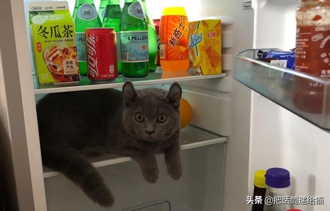 兔耳朵猫：我那么努力，就是为了能跟你永远在一起