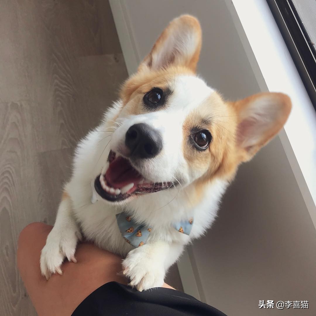 辟谣：并不是所有小型犬都不追求运动量，小短腿柯基就很需要运动