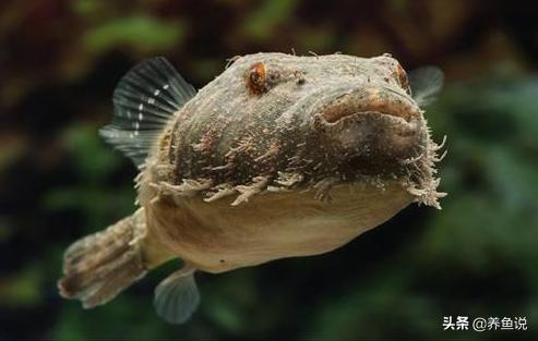 购买观赏鱼的误区你占了几条,观赏鱼怎么买最省钱的