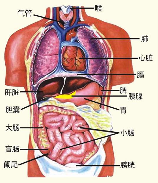 《黄帝内经》系列之:自然疗法思想探讨,值得参考收藏