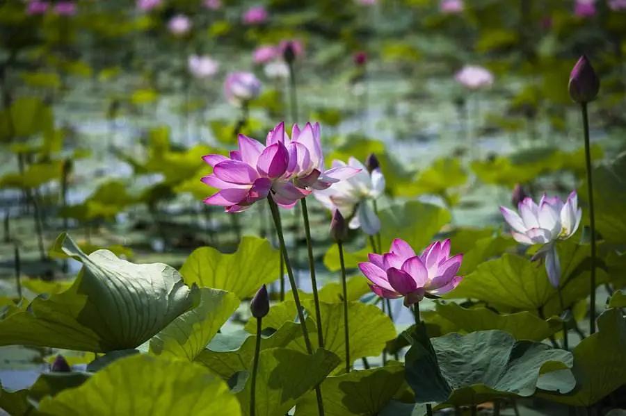 立夏暖人间草木香,风暖人间草木香不负夏日好时光