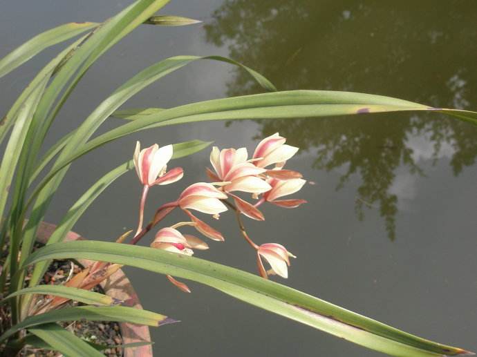 兰花诗句100首隶书,淡雅芬芳的兰花与人生感悟