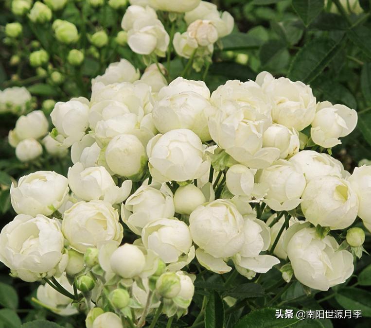 超级微型月季株型紧凑,最漂亮10种微型月季图片