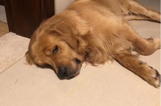 金毛身上很臭怎么办,金毛身上很臭怎么处理