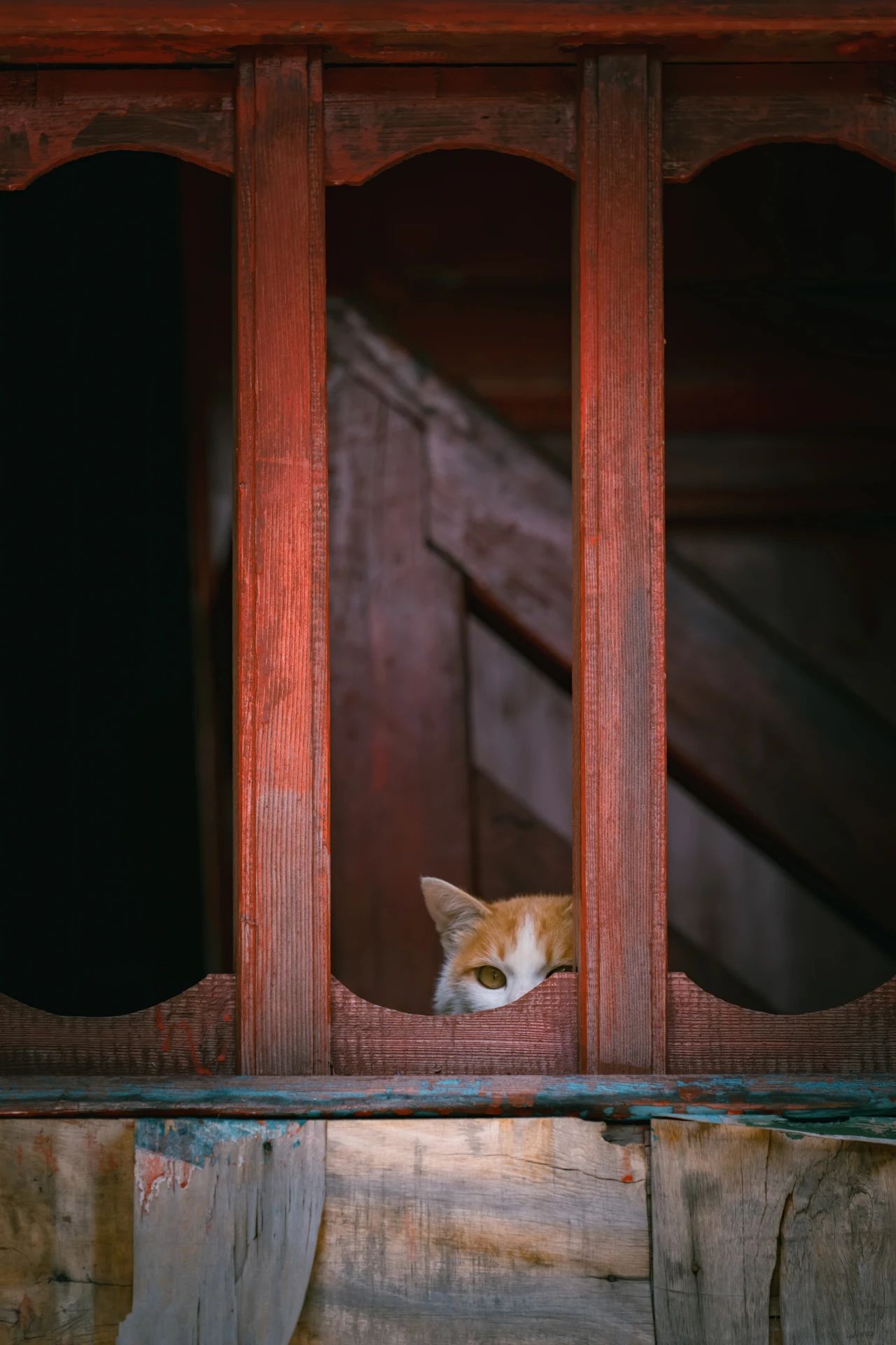 爬了近1个半小时，只为这大理苍山古寺中，孤独又可爱的大橘猫