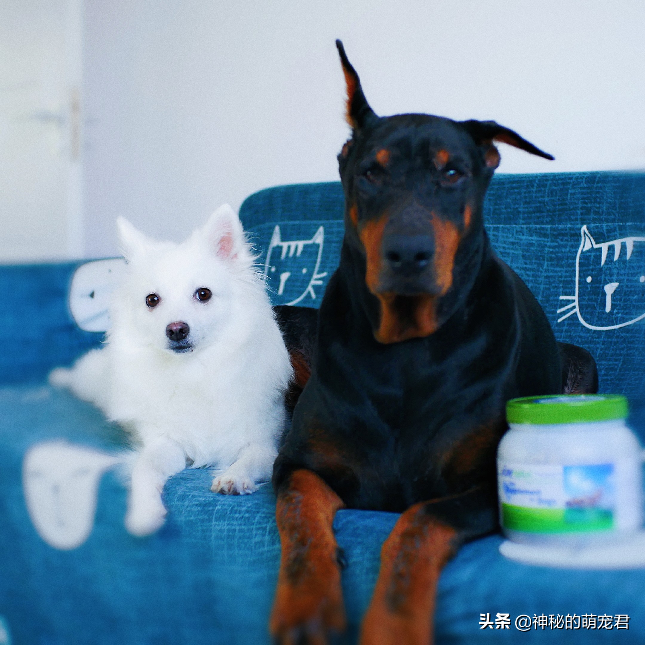 狗狗麦德氏卵磷脂,狗狗麦德氏卵磷脂一天吃多少粒