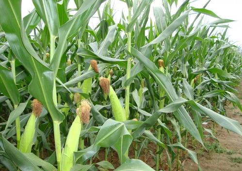 玉米种需要二次包衣吗,购买的玉米种怕冻吗