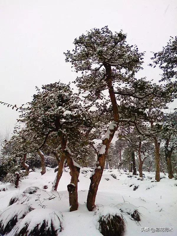 白檵木盆景图片欣赏,异形白花檵木盆景