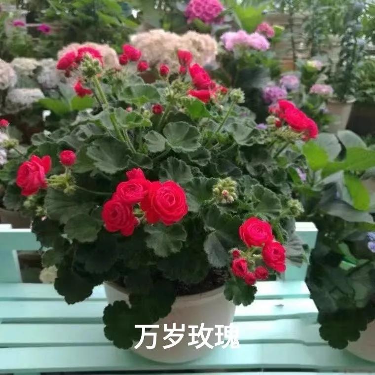 阳台天竺葵容易爆花品种,天竺葵最能开花的品种