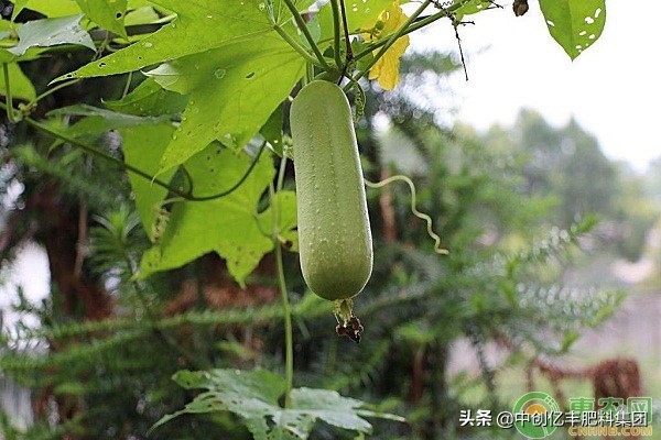 家庭无土种植蔬菜的方法,无土种植蔬菜投资多少钱