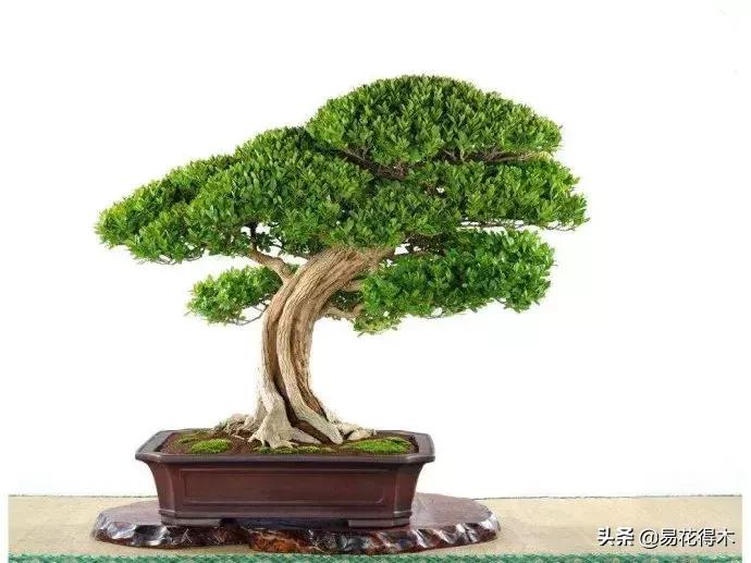 瓜子黄杨珍珠黄杨雀舌黄杨哪种好,黄杨雀舌和黑珍珠区别