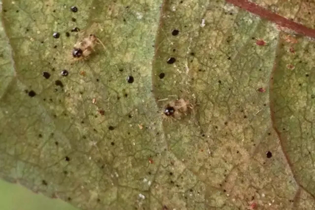 我的杜鹃缺水了怎么补救,我的杜鹃花叶子发黑掉落咋办