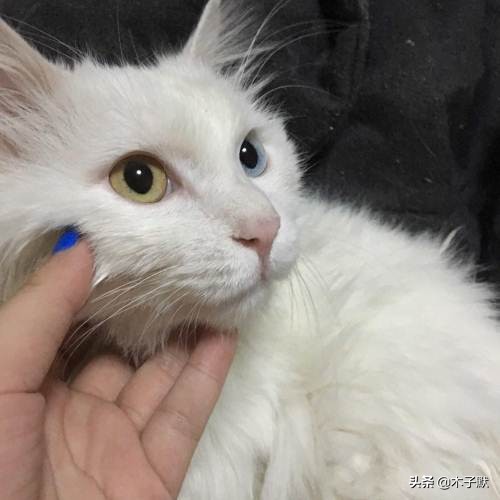 隔离的日子如同宅家,被隔离的日子真难熬吗