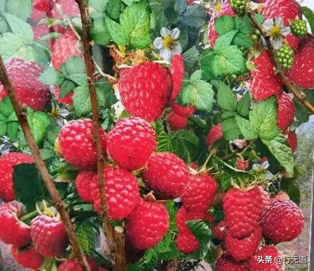 有趣的农村生活食物,农村生活农村娃农村美食