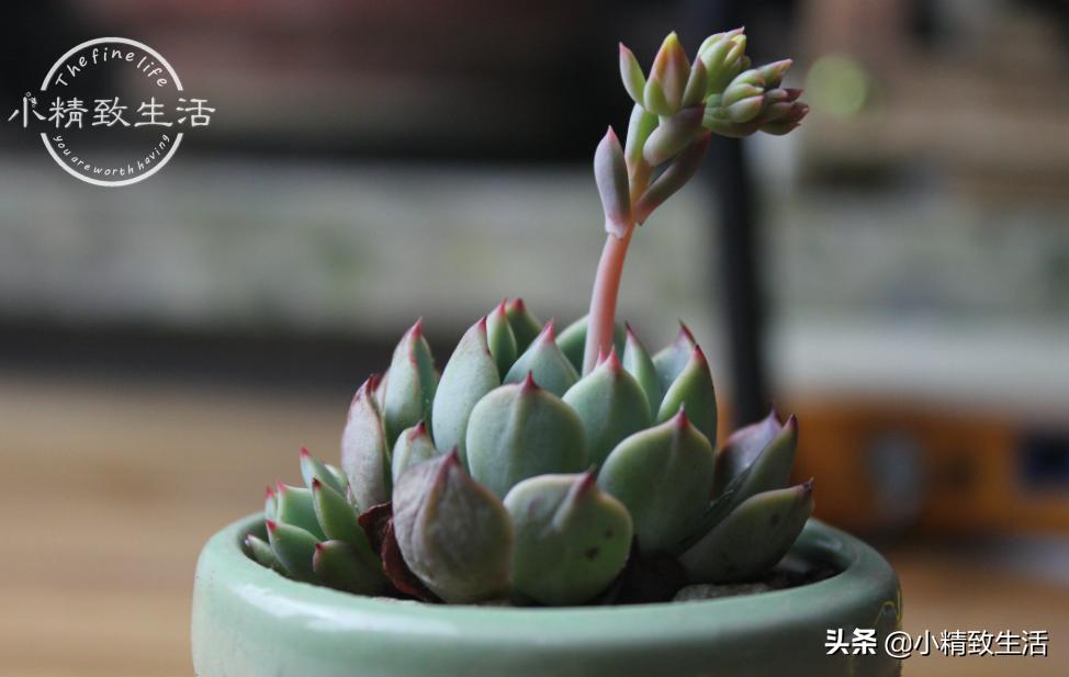 多肉歪长什么原因,多肉长歪